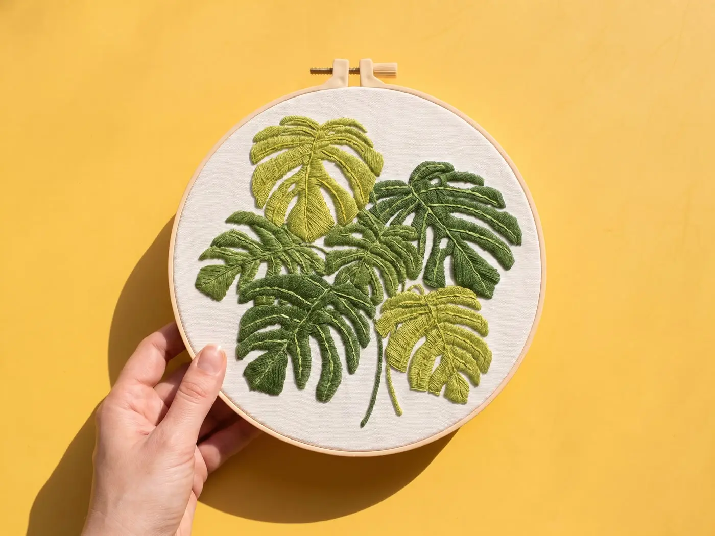 Feuilles de monstera, le tambour tenu en main
